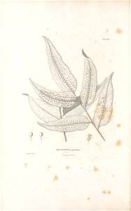 n71_w1150