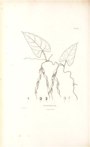 n487_w1150