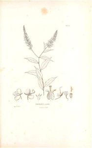 n524_w1150