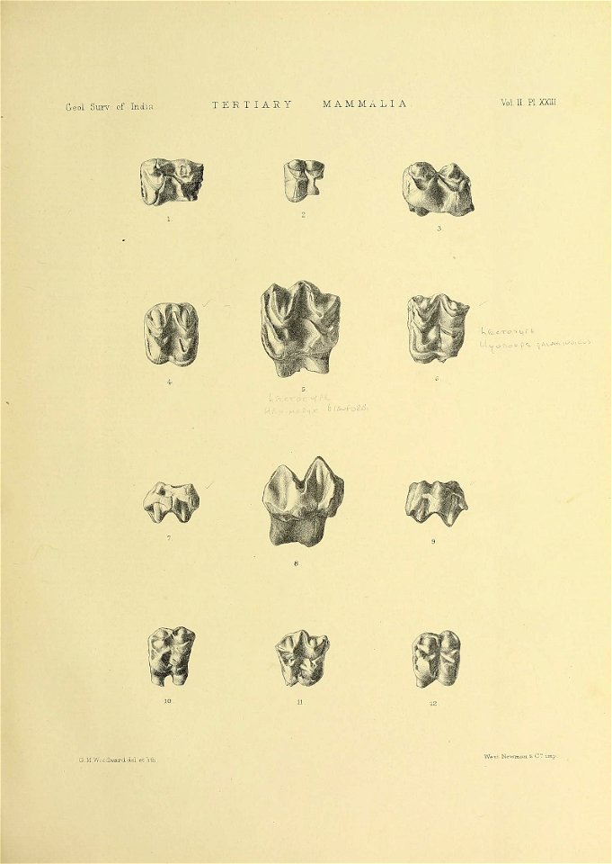 n488_w1150