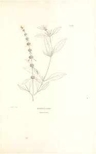 n438_w1150