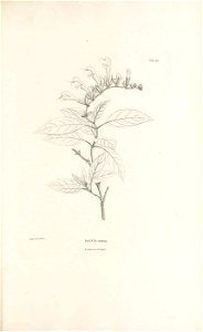 n336_w1150