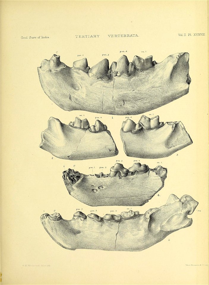 n554_w1150