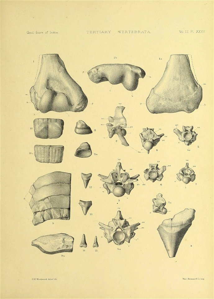 n436_w1150