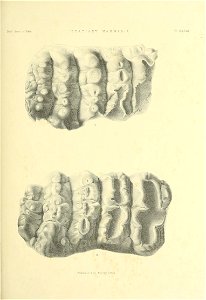 n530_w1150