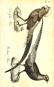 n618_w1150