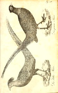 n616_w1150
