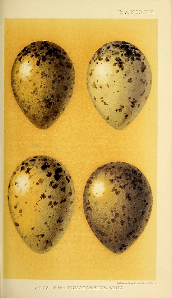 n586_w1150