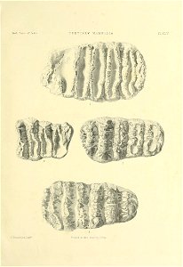 n558_w1150