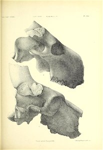 n438_w1150