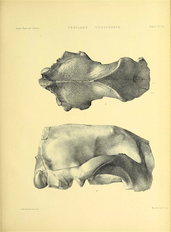 n562_w1150