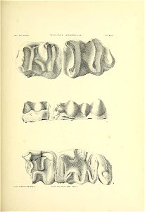 n490_w1150