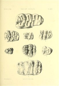 n526_w1150
