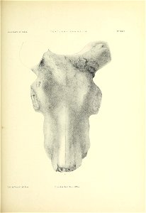n466_w1150