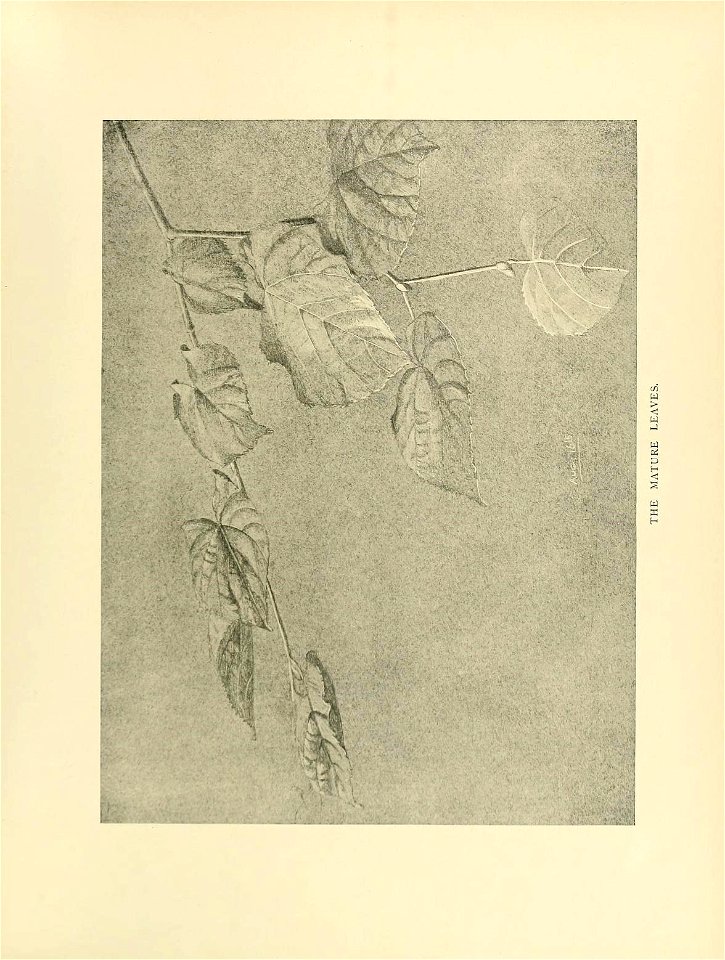 n350_w1150