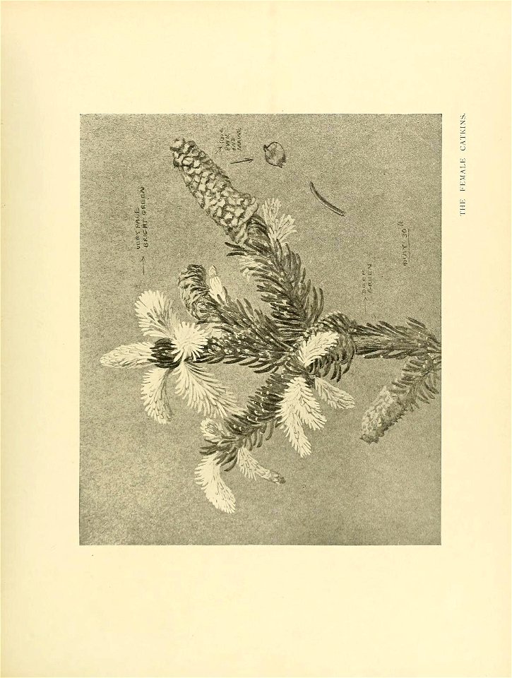 n268_w1150