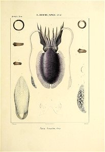 n172_w1150