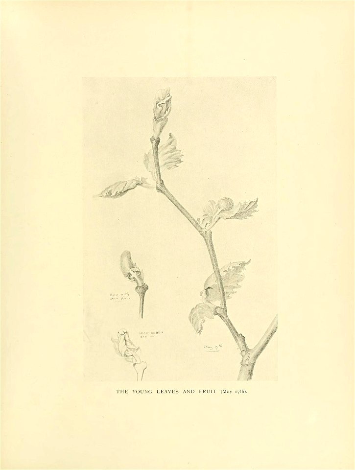 n336_w1150