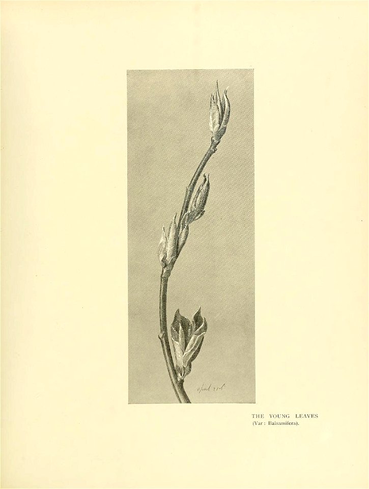 n290_w1150