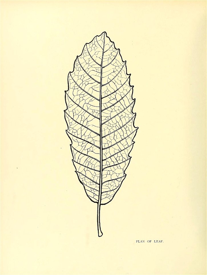 n245_w1150