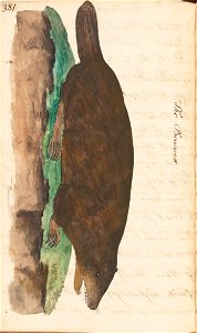 n407_w1150