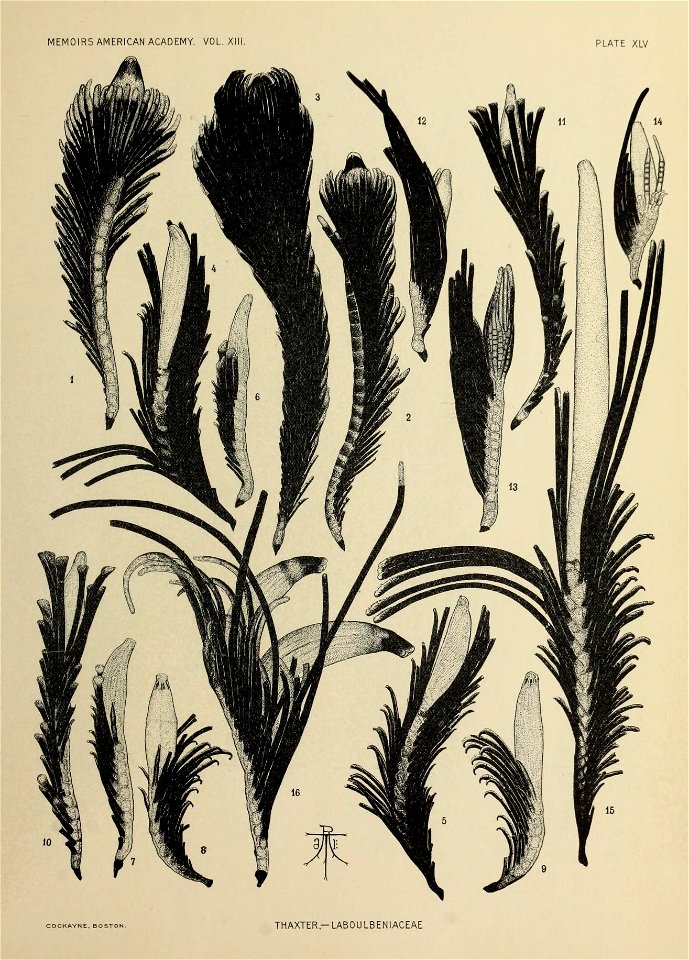n296_w1150