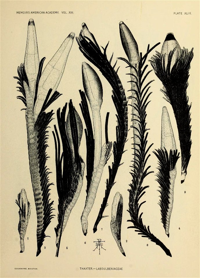n294_w1150