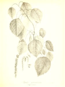 n682_w1150