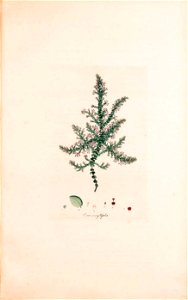 n232_w1150