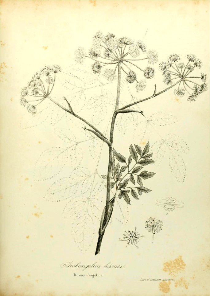 n578_w1150