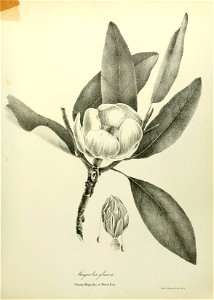 n516_w1150