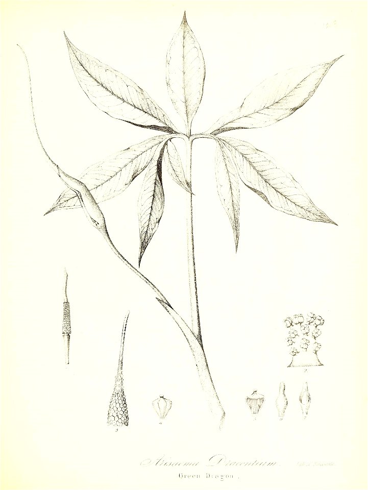 n686_w1150
