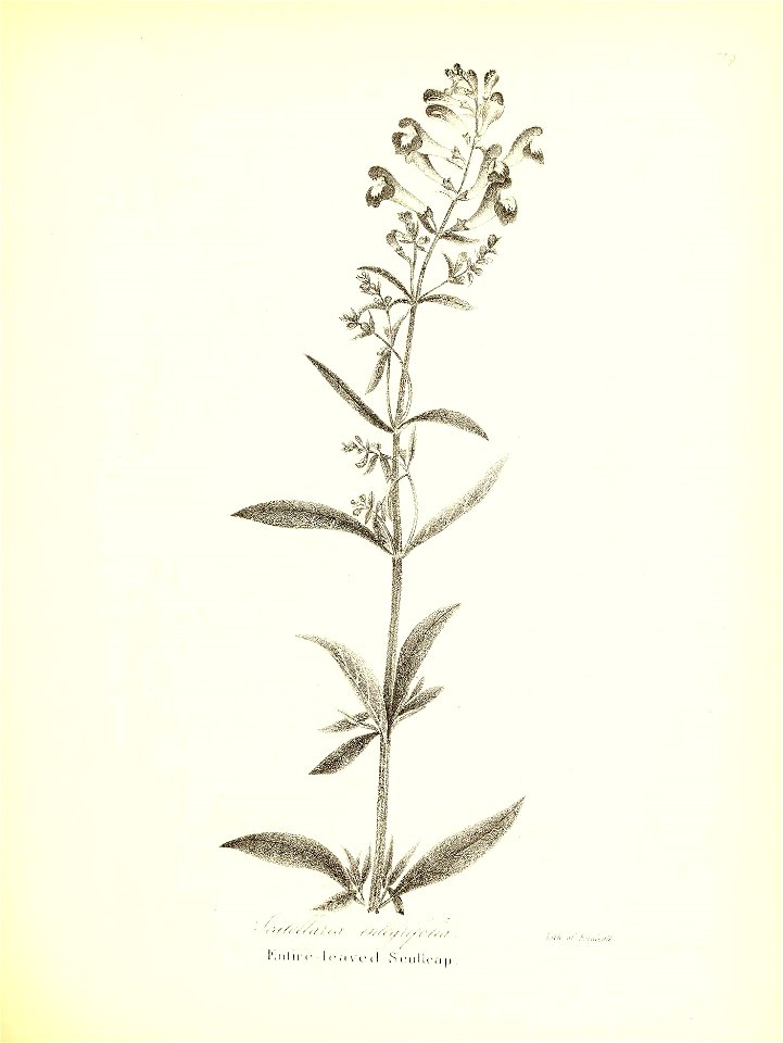 n596_w1150