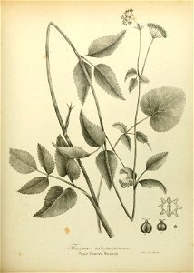 n574_w1150