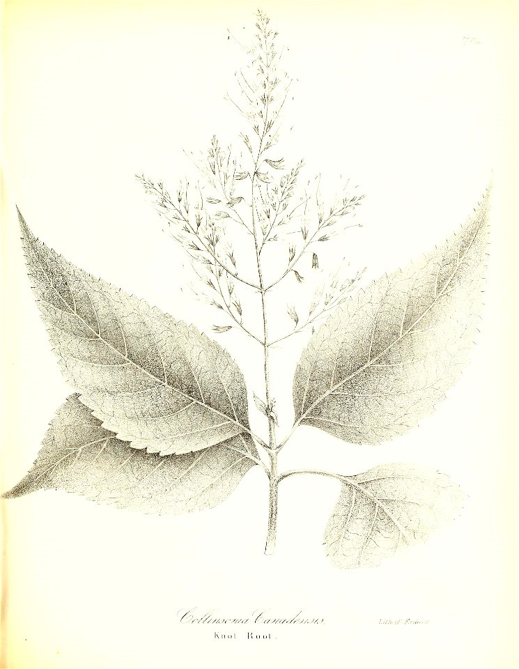 n590_w1150