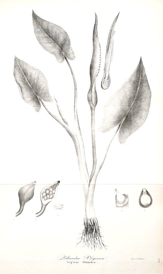 n690_w1150
