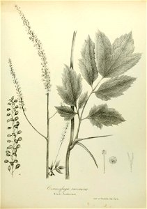 n514_w1150