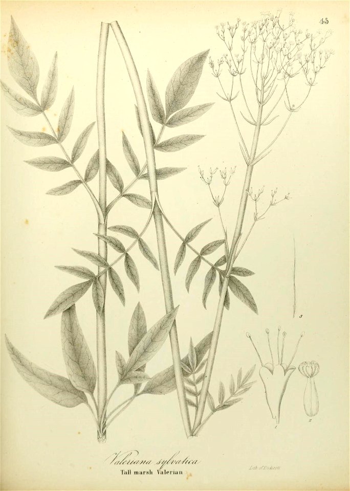 n596_w1150