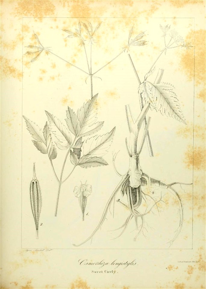 n582_w1150