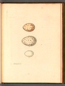 n118_w1150