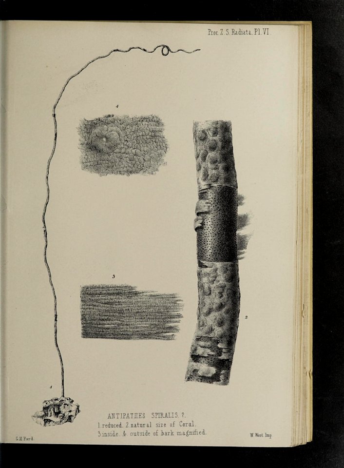 n170_w1150