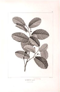 n441_w1150