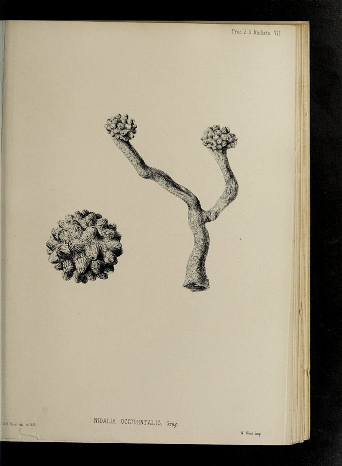 n172_w1150