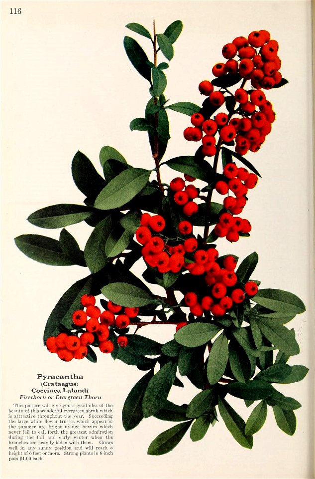 n809_w1150