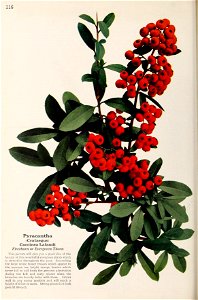 n809_w1150