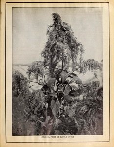 n204_w1150
