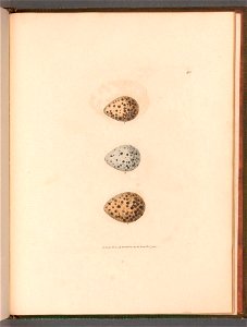 n116_w1150