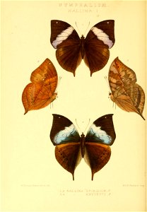n239_w1150
