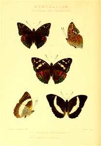 n309_w1150