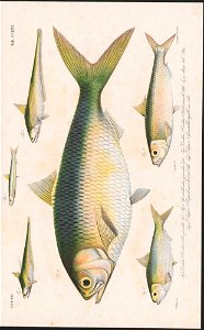 n212_w1150